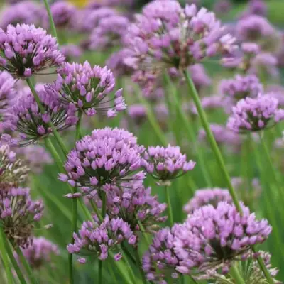 Лук угловатый в Минске