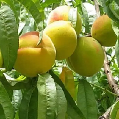 Персик СЕЯНЕЦ СТАРКА в Минске