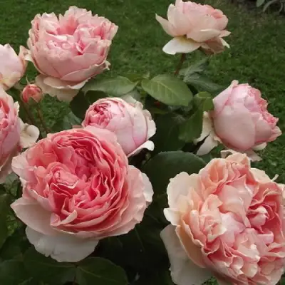 Роза ФИЛИНГ чайно-гибридная в Минске