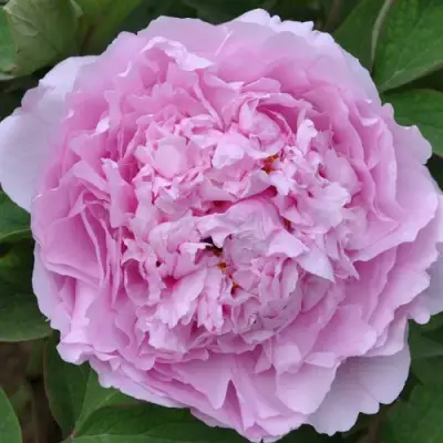 Пион ПРОЗРАЧНАЯ РОСА древовидный в Минске