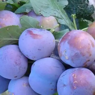 Слива НАГРАДА НЕМАНСКАЯ в Минске