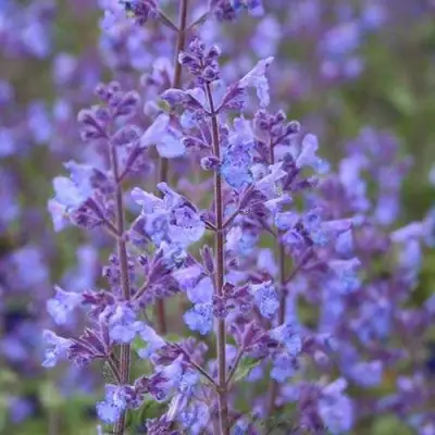 Котовник КИТ КЭТ фассена в Минске