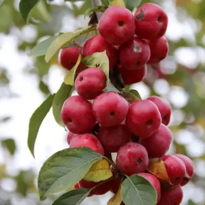 Яблоня РЕД ОБЕЛИСК колонновидная в Минске