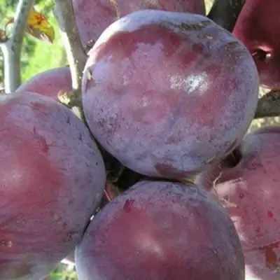 Слива ПАННА в Минске