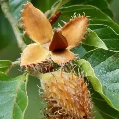 Бук обыкновенный в Минске