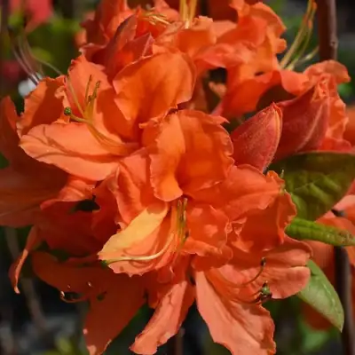 Азалия МАНДАРИН ЛАЙТС листопадная в Минске