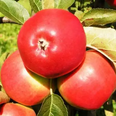 Яблоня СЯБРЫНА в Минске