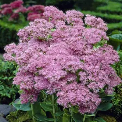 Очиток (седум) БРИЛЛИАНТ в Минске