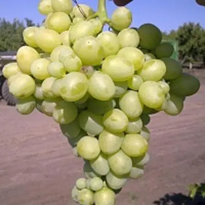 Виноград АРКАДИЯ в Минске