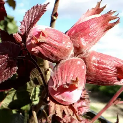 Фундук АЛЫЙ ПАРУС в Минске