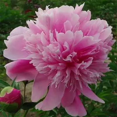 Пион ГОЛУБАЯ ХРИЗАНТЕМА травянистый в Минске