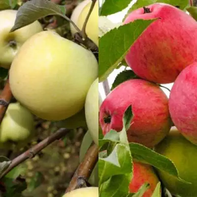 Комплект ЯБЛОЧНЫЙ ТАНДЕМ в Минске