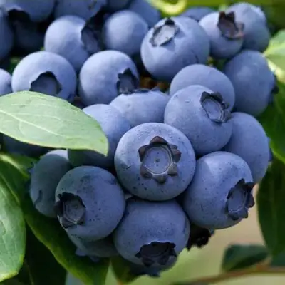 Голубика СПАРТАН в Минске