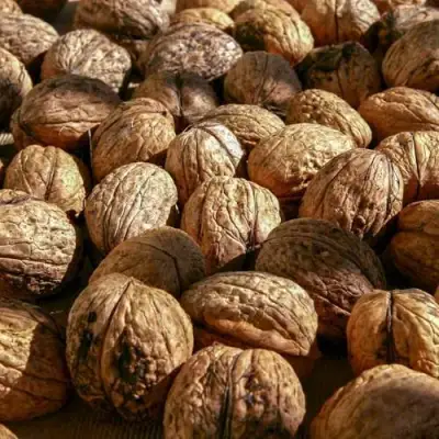 Грецкий орех ПИНСКИЙ в Минске