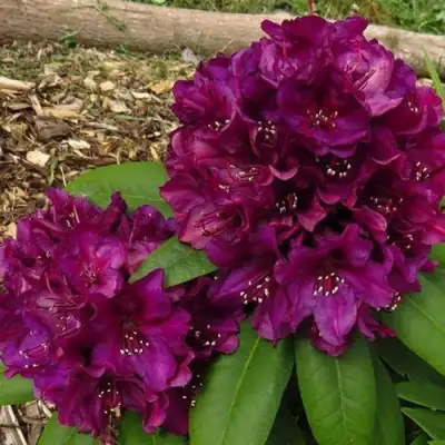 Рододендрон ПОЛАРНАХТ в Минске