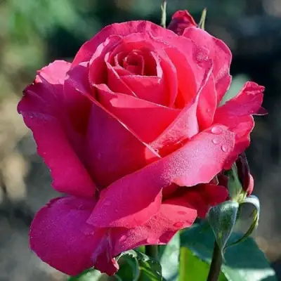 Роза ВИЕН РОУЗ чайно-гибридная в Минске