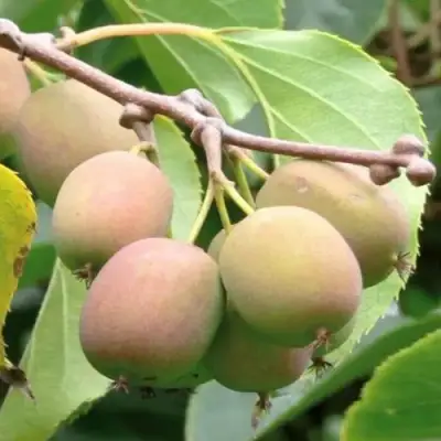 Актинидия ГИБРИДНАЯ КОЛБАСИНОЙ в Минске