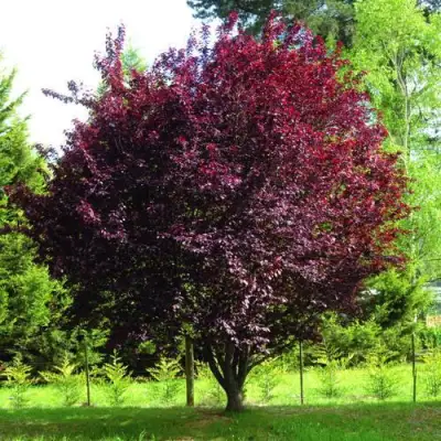 Слива НИГРА растопыреная в Минске