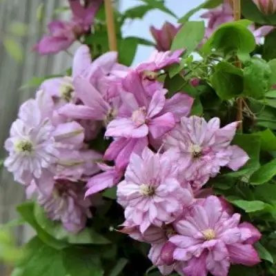 Клематис ИННОСЕНТ ГЛАНС в Минске