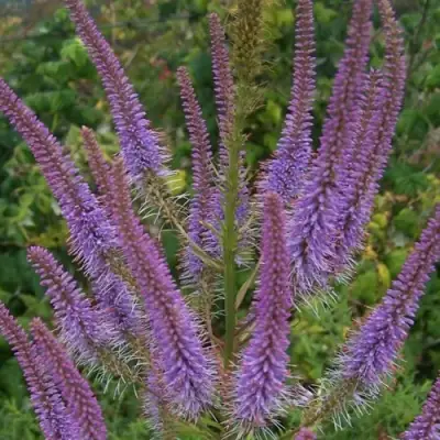 Вероникаструм ФАСЦИНЕЙШН в Минске