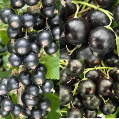 Комплект ЧЕРНАЯ СИЛА в Минске