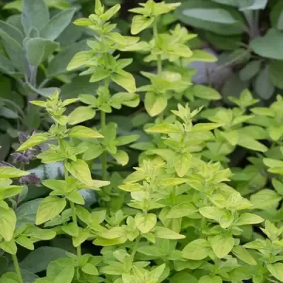 Душица ТАМБЛС ВАРИЕТИ обыкновенная в Минске