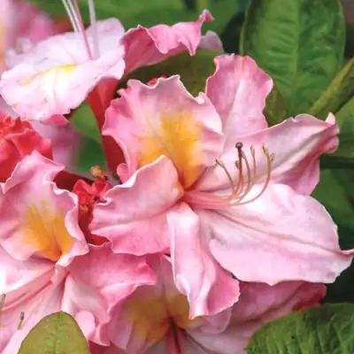 Азалия СЕССИЛЬ листопадная в Минске