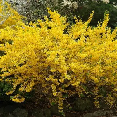 Форзиция ГОЛДЗАУБЕР средняя в Минске