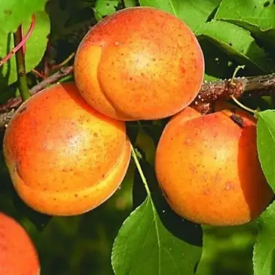 Абрикос СПАДЧЫНА в Минске