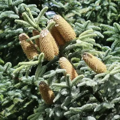 Пихта благородная в Минске