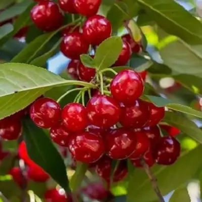 Вишня ГИРЛЯНДА в Минске