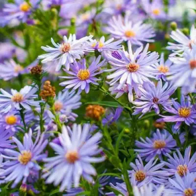 Астра ЛИТТЛ КАРЛОУ сердцелистная в Минске