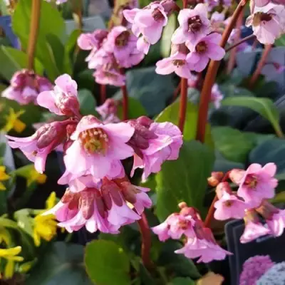 Бадан БЭБИ ДОЛЛ в Минске