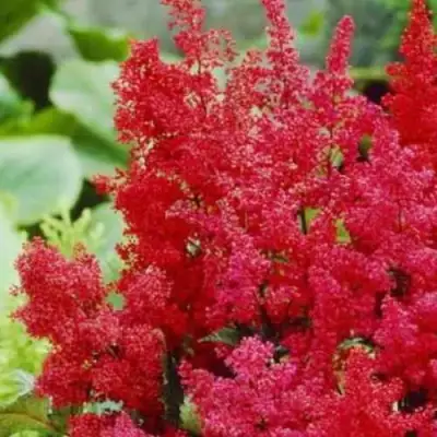 Астильба ЭТНА Арендса в Минске