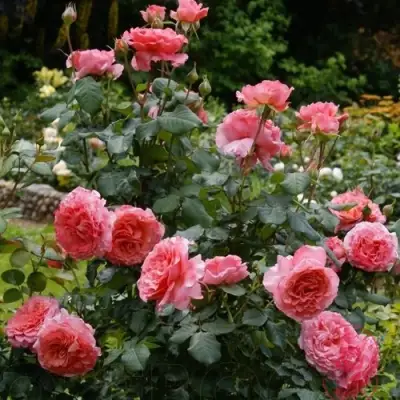 Роза ЛОРАН КАБРОЛЬ шраб в Минске