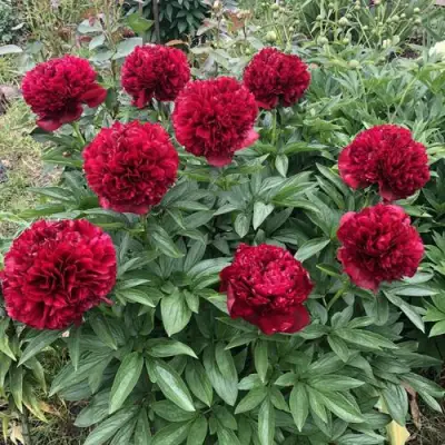 Пион ГАЛАКТИКА травянистый в Минске