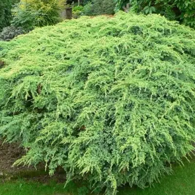 Можжевельник ХОЛГЕР чешуйчатый в Минске