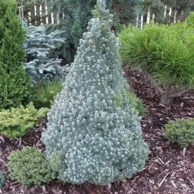 Ель САНДЕРС БЛЮ канадская в Минске