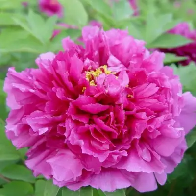 Пион ЛИЛОВАЯ ФАНТАЗИЯ древовидный в Минске