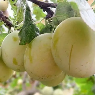 Слива УТРО в Минске