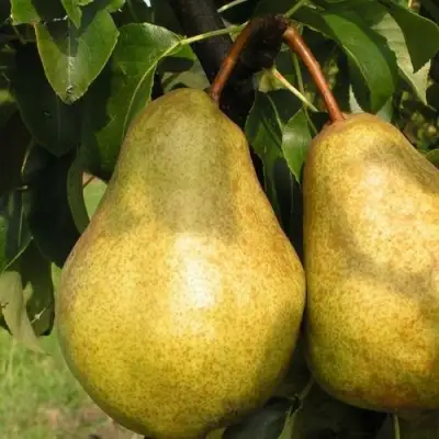 Груша СИЛЬВА в Минске