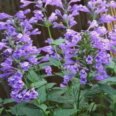 Котовник БЛЮ ДРИМС полусидячий в Минске