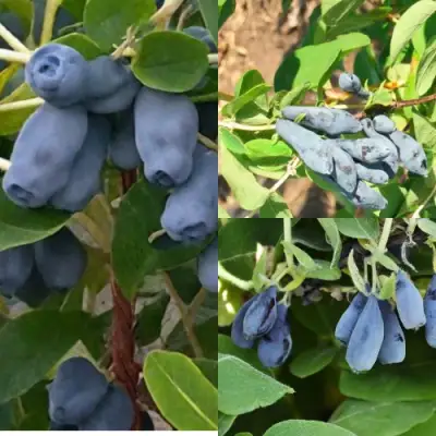 Комплект СЕВЕРНЫЕ ВИТАМИНЫ в Минске