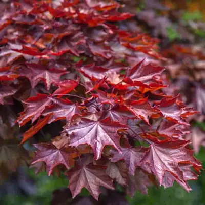 Клен КРИМСОН КИНГ остролистный в Минске