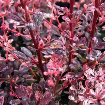 Барбарис АРЛЕКИН тунберга в Минске