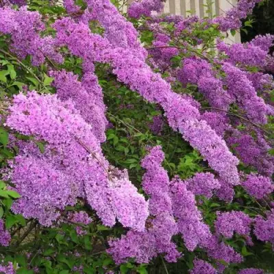 Сирень КИТАЙСКАЯ в Минске