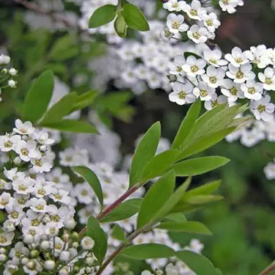 Спирея АРГУТА в Минске