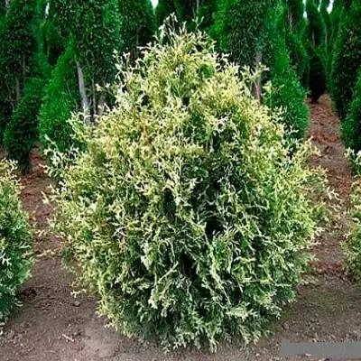 Туя ГОЛД ПЕРЛ западная в Минске