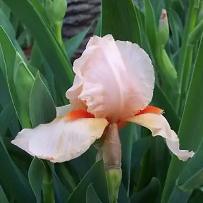 Ирис ПАТИ ДРЕСС бородатый в Минске