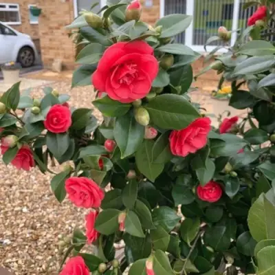 Камелия ЛЕДИ КЭМПБЕЛЛ в Минске